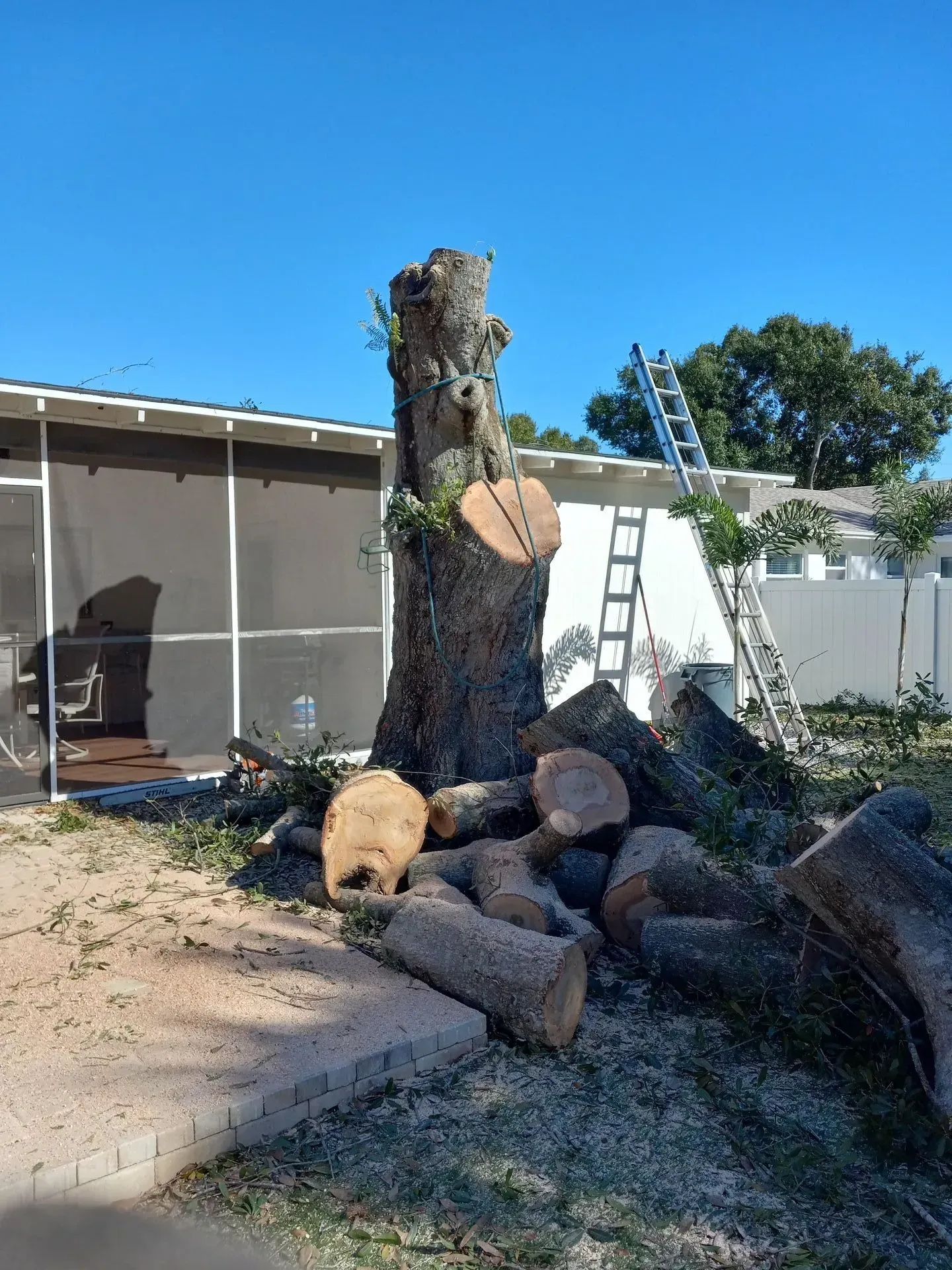 Backyard with a large cut tree trunk and stacked logs beside a house and ladder