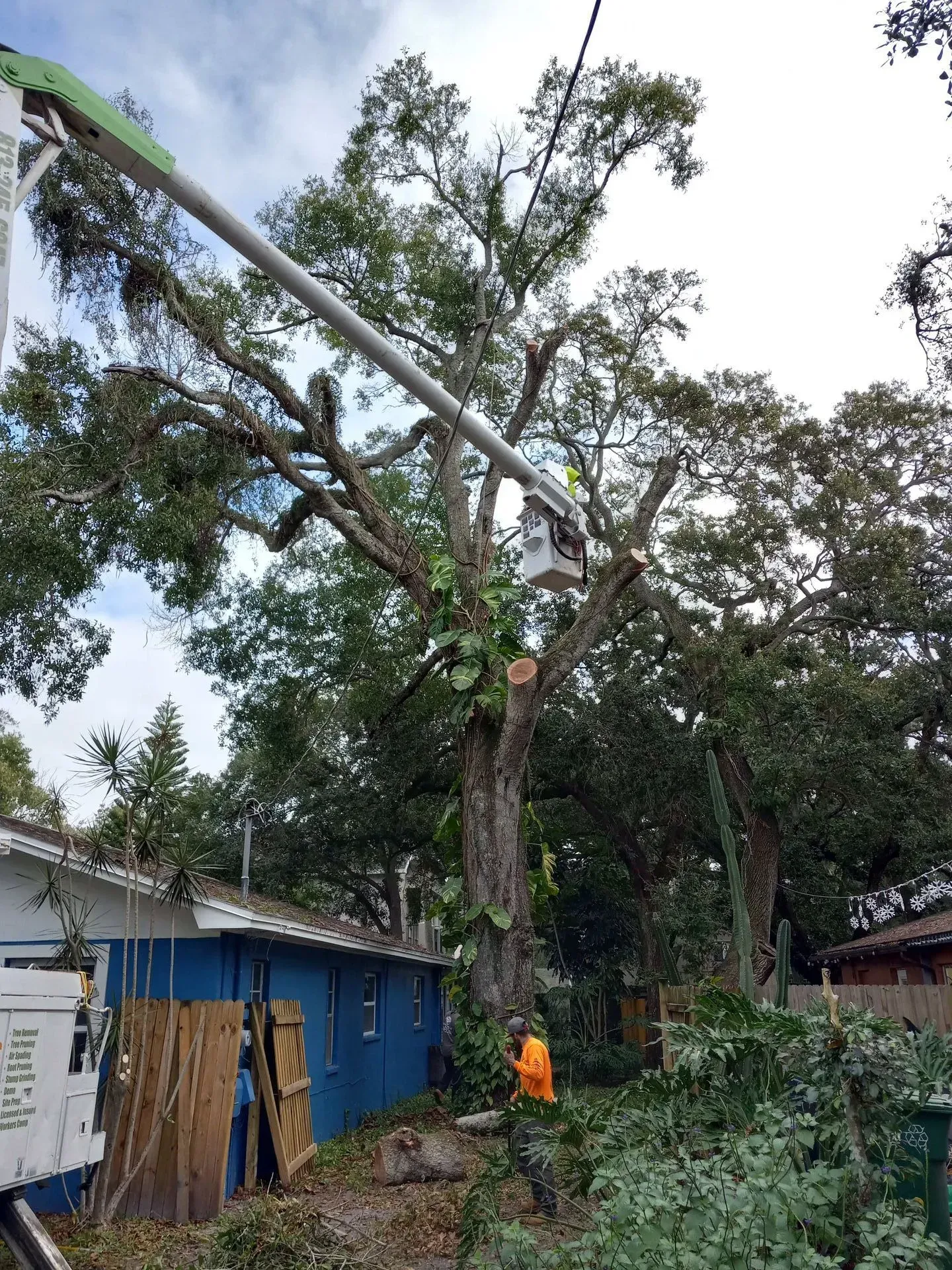 Worker trimming a large tree beside a blue building, with branches overhanging a metal pole.