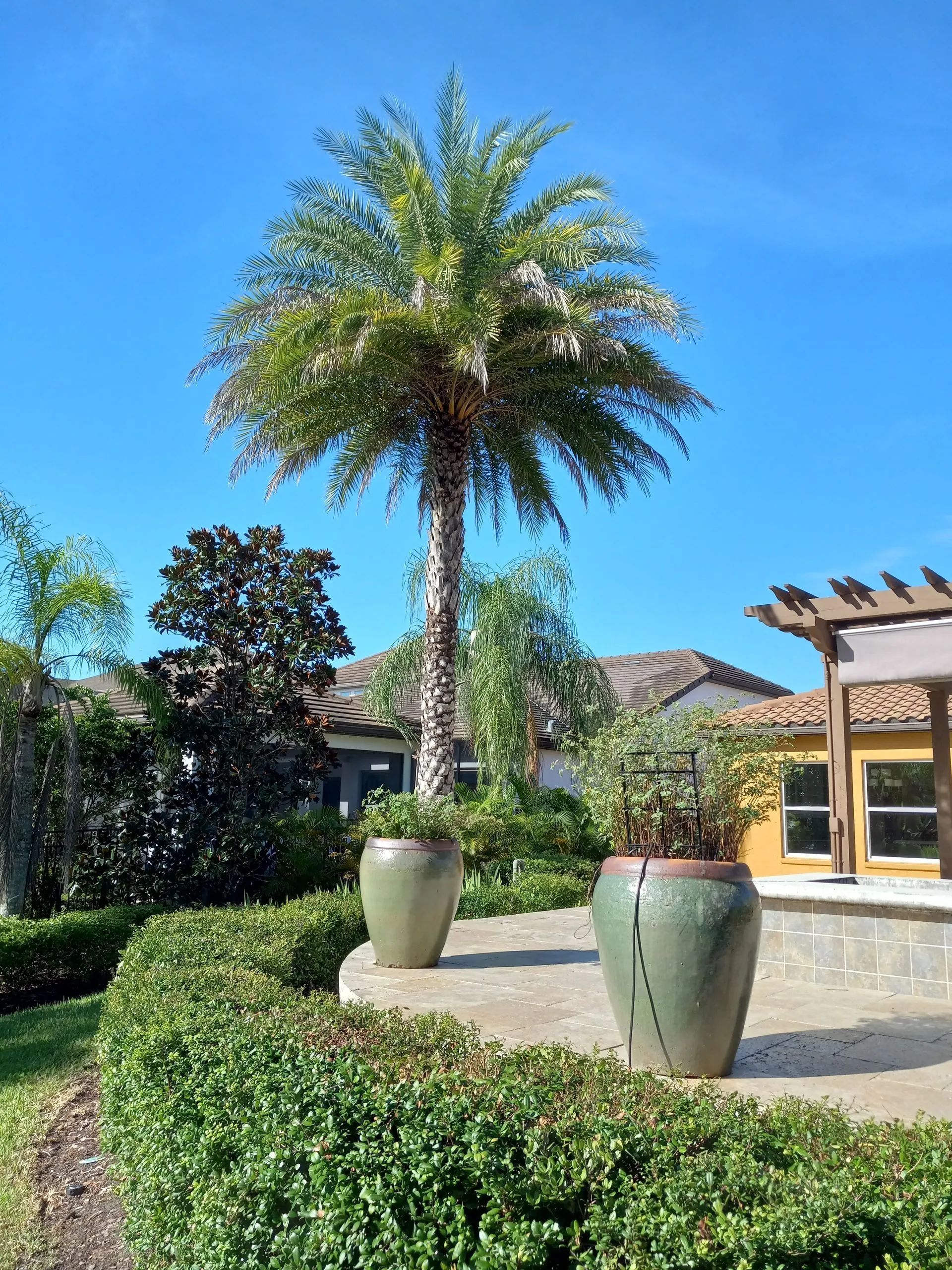 Sunny garden with tall palm tree, manicured hedges, and two large ceramic pots by a patio