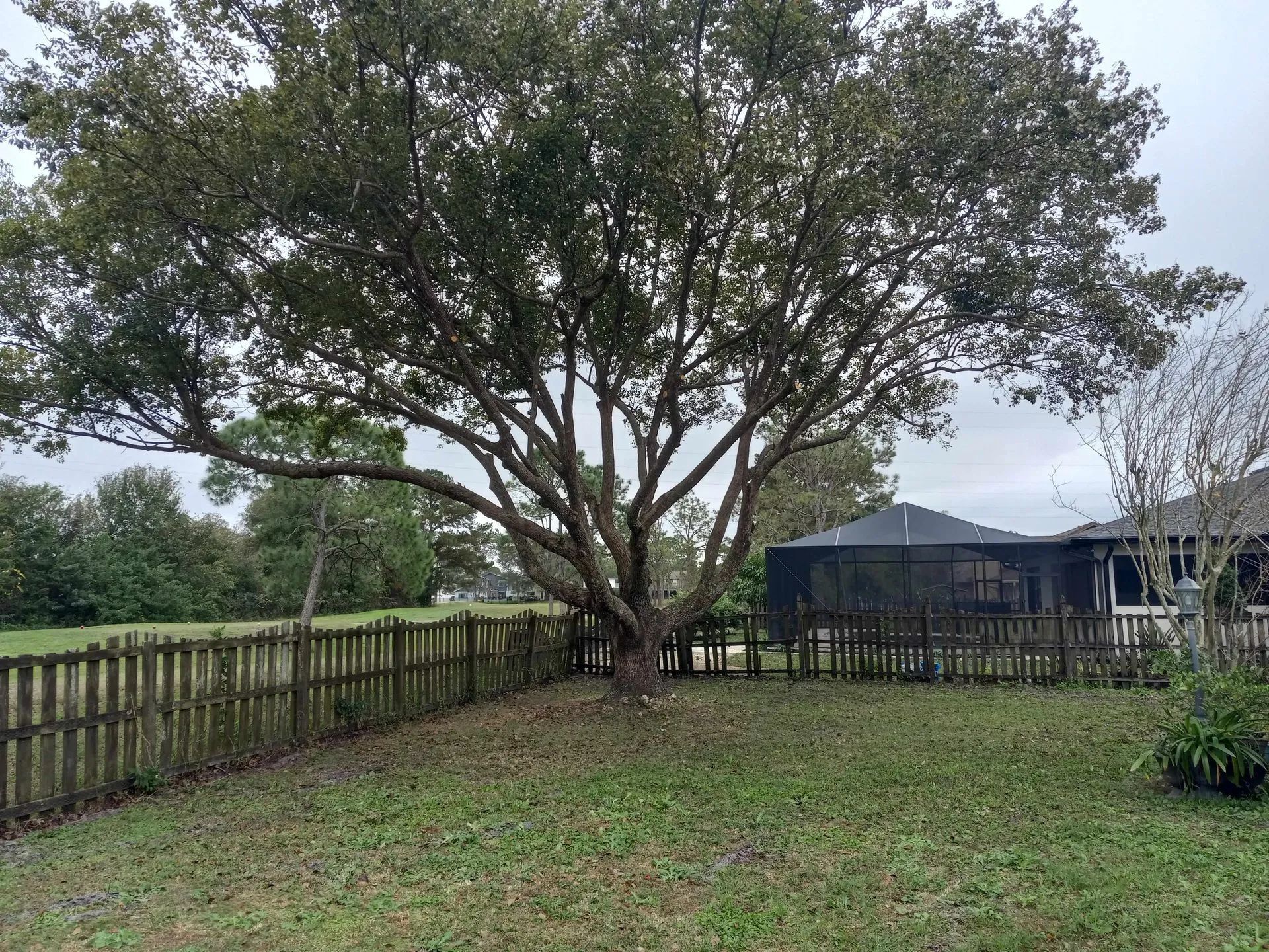 Large tree in a fenced grassy yard beside a house under cloudy sky