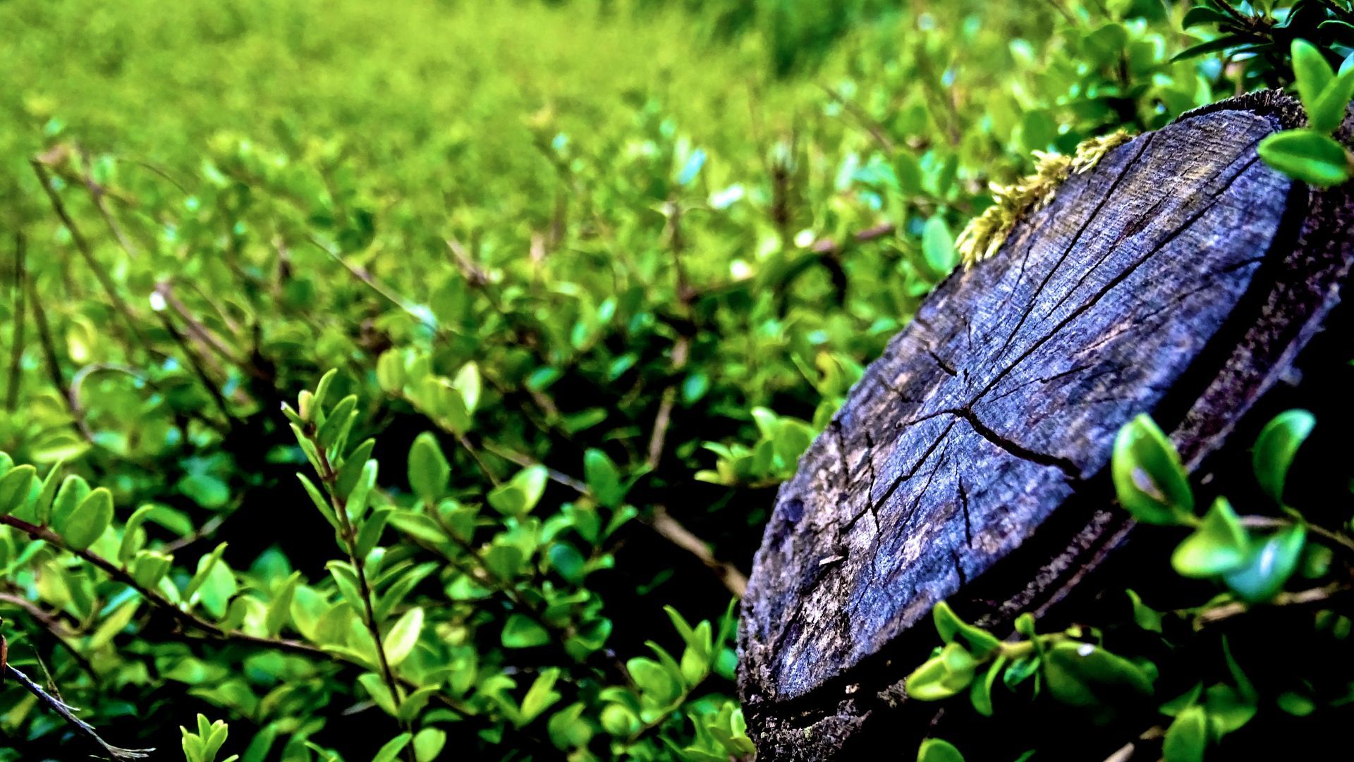 Close-up of a dark beetle on bright green leaves and moss