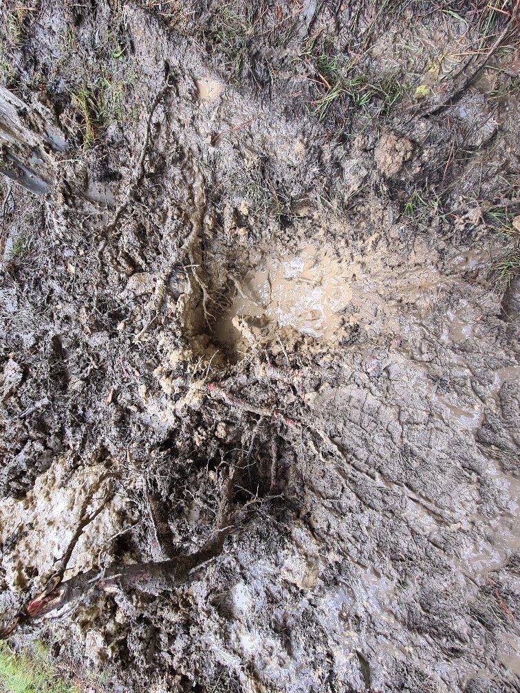 Utility Line Locating Melbourne, VIC The Leak Detector