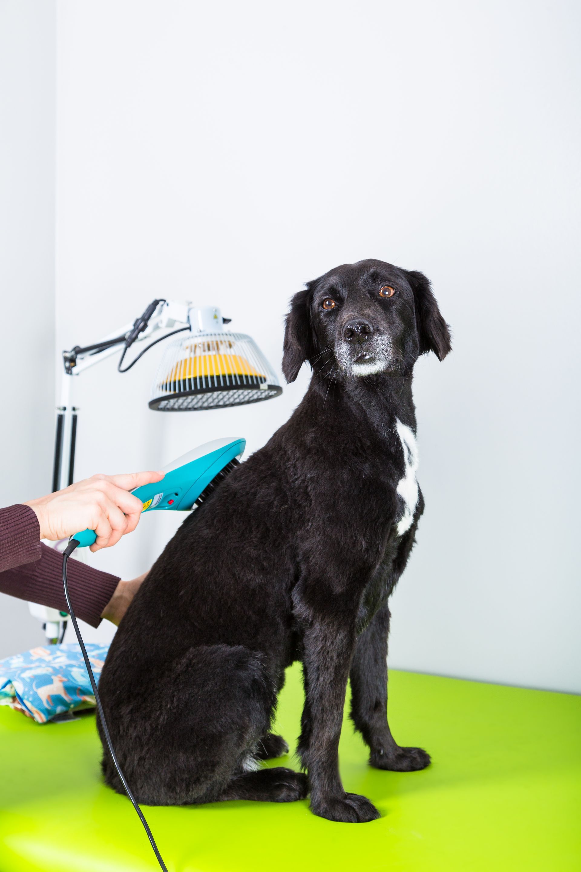 Black dog sitting on a grooming table as a hand brushes its coat with a teal brush