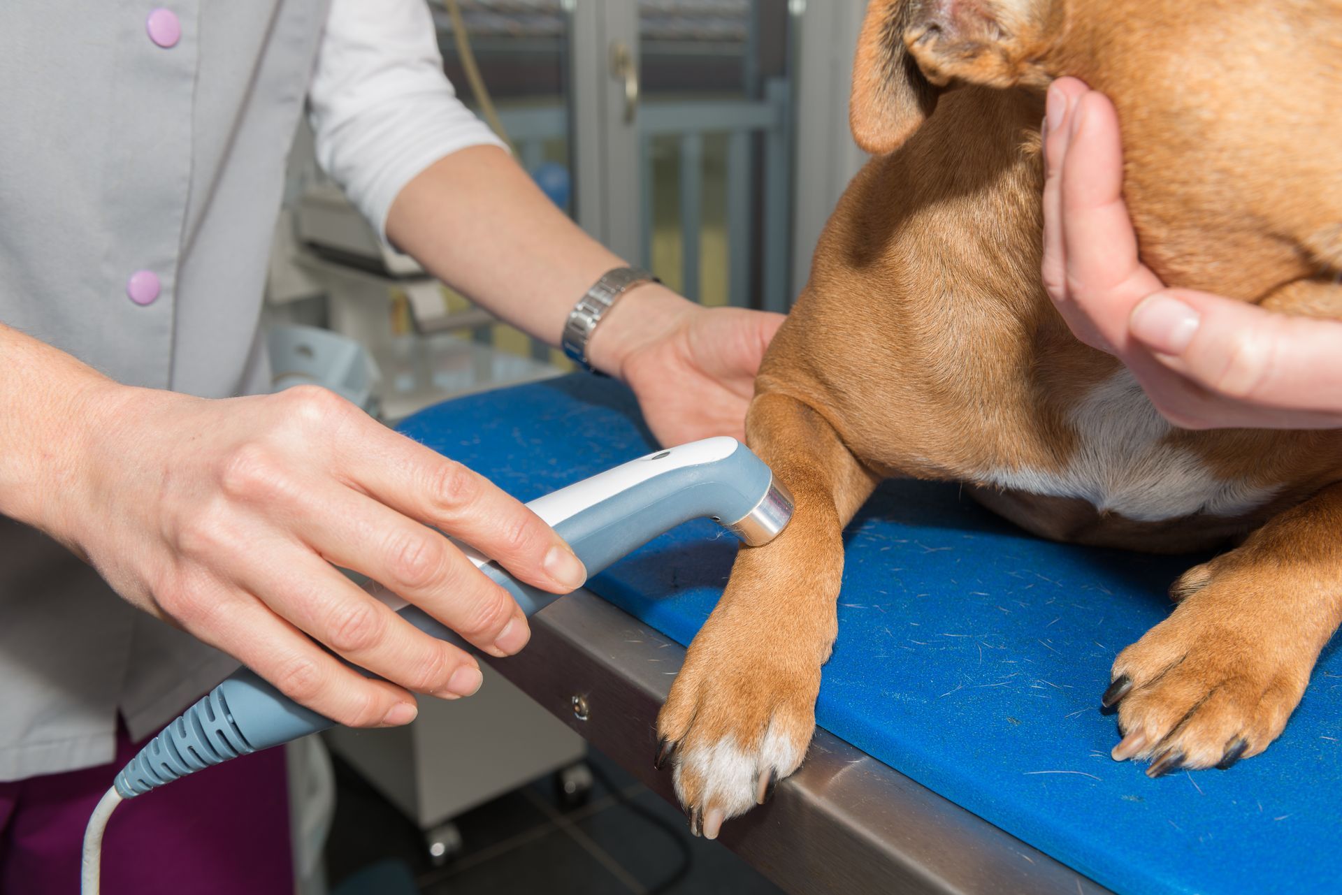 Veterinarian using a handheld device on a dog’s paw on a blue exam table