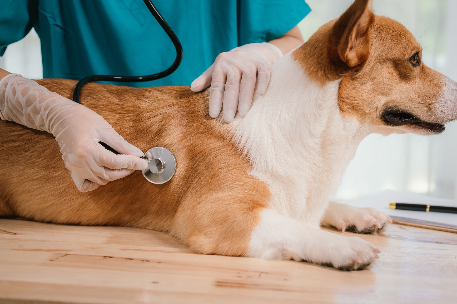 Veterinarian examining a brown-and-white dog with a stethoscope on a table