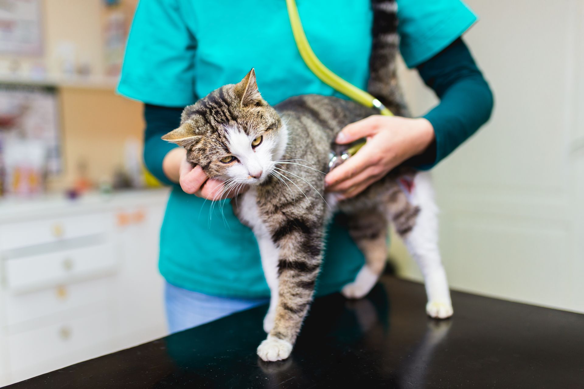 Veterinarian holding a tabby cat on an exam table in a clinic