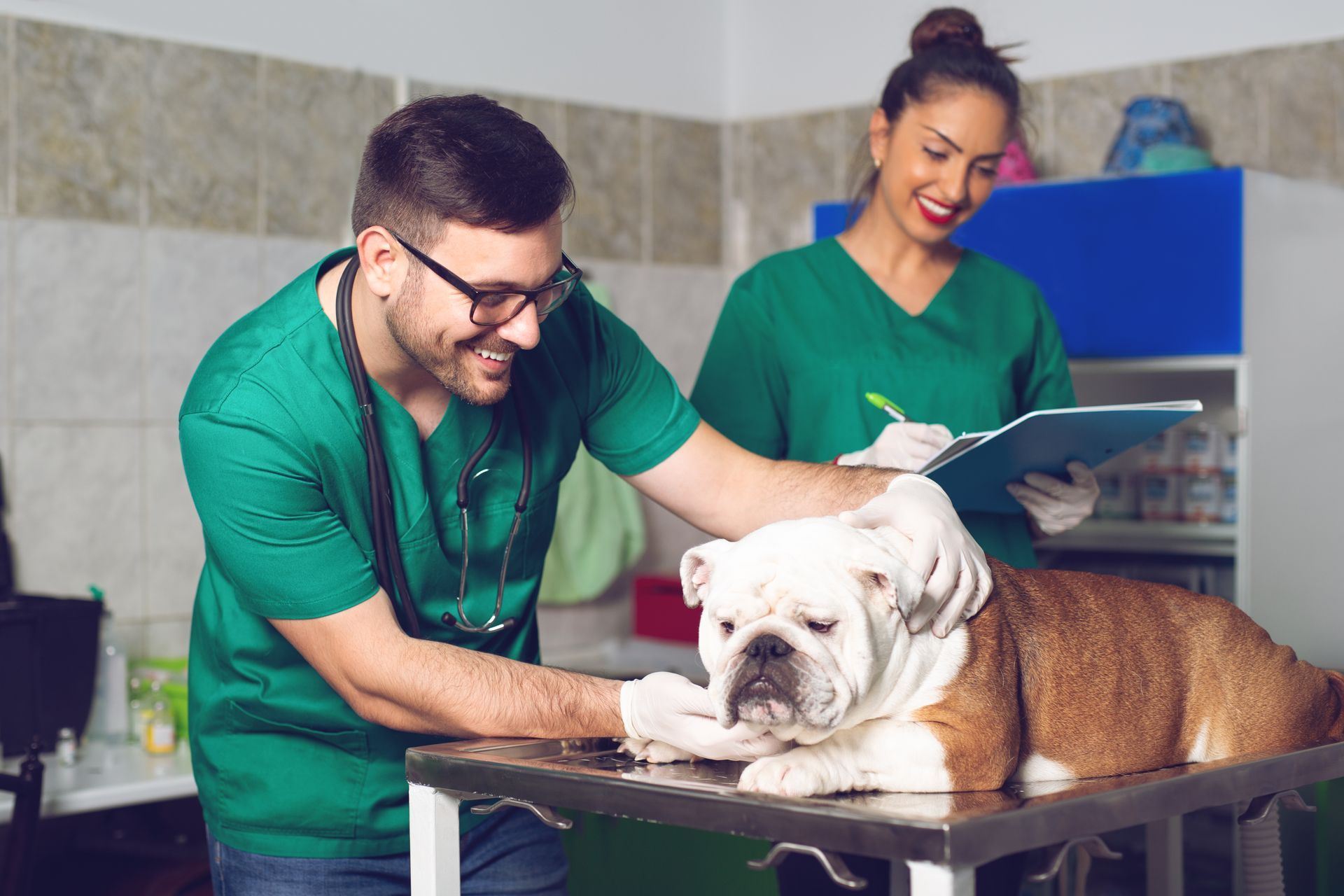 Two veterinarians in green scrubs care for a bulldog on an exam table in a clinic