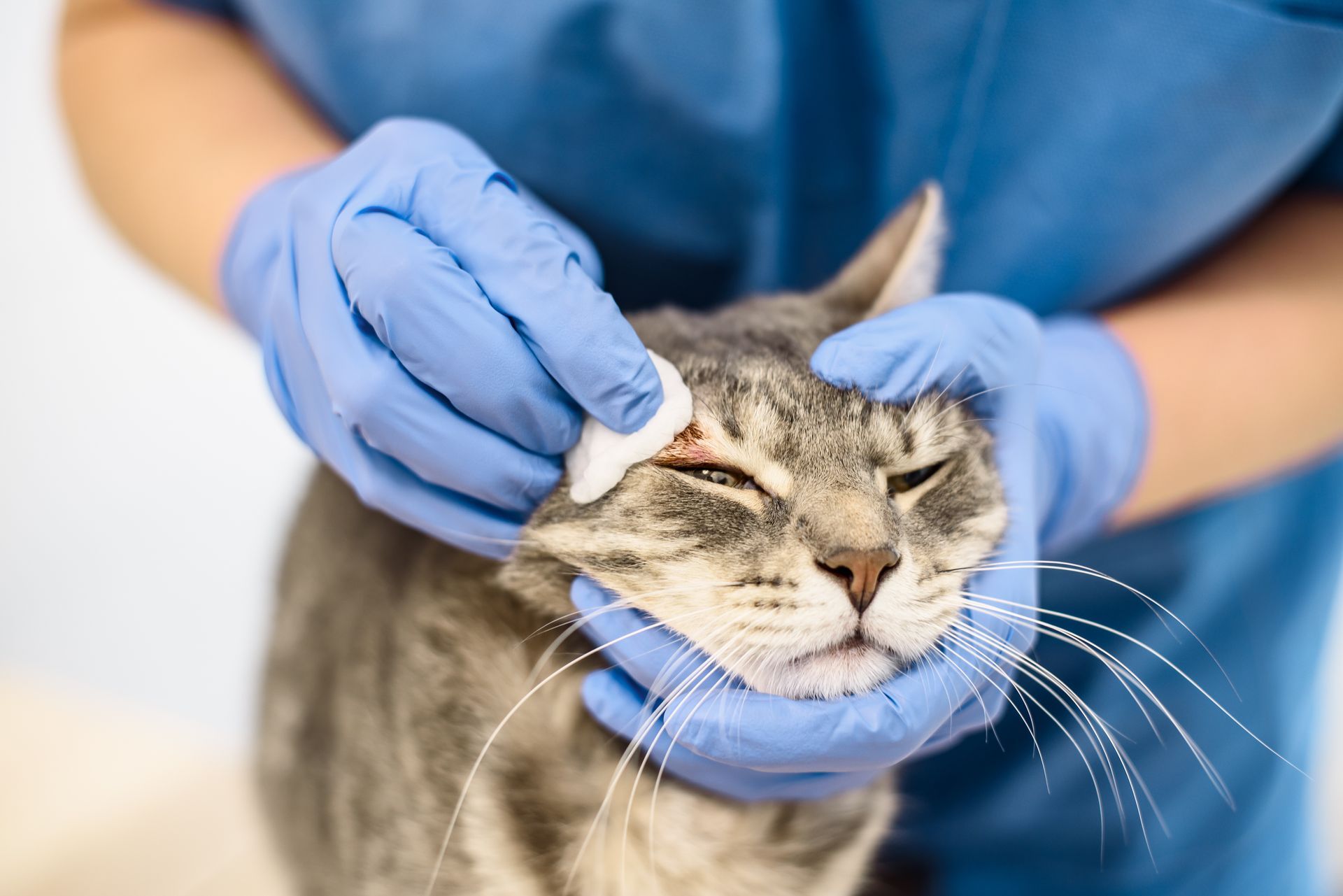 Veterinarian holding a black-and-white cat on a clinic exam table