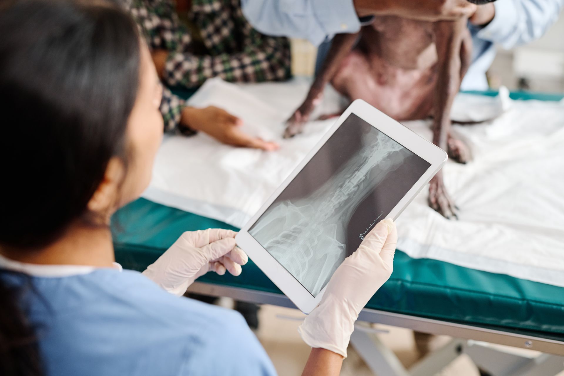 Clinician holding an X-ray on a hospital bed beside a patient