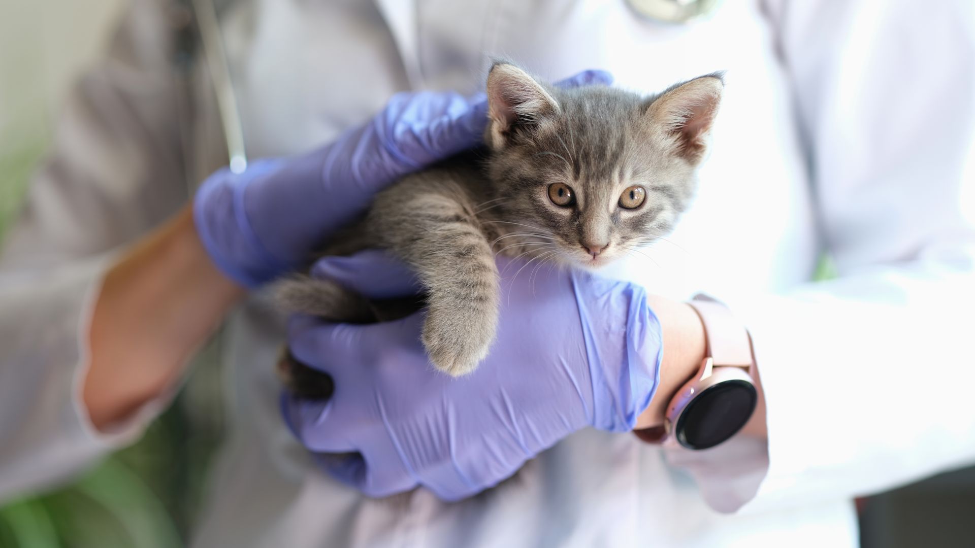 Veterinarian holding and examining a gray kitten during a veterinary checkup.