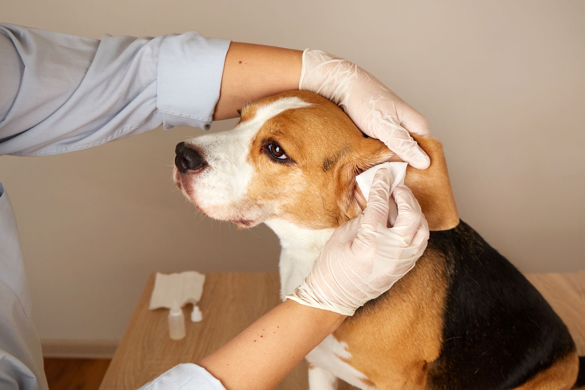 Veterinarian examining a brown-and-white dog’s ear while wearing gloves