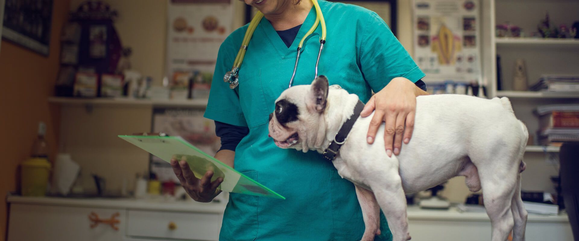 Veterinarian in teal scrubs holding a white dog in a clinic exam room