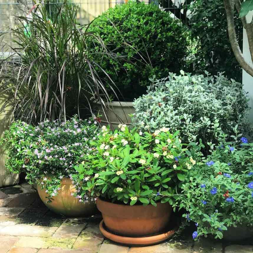 A Garden With Lots Of Potted Plants And Flowers — Garden Folk In Alstonville, NSW