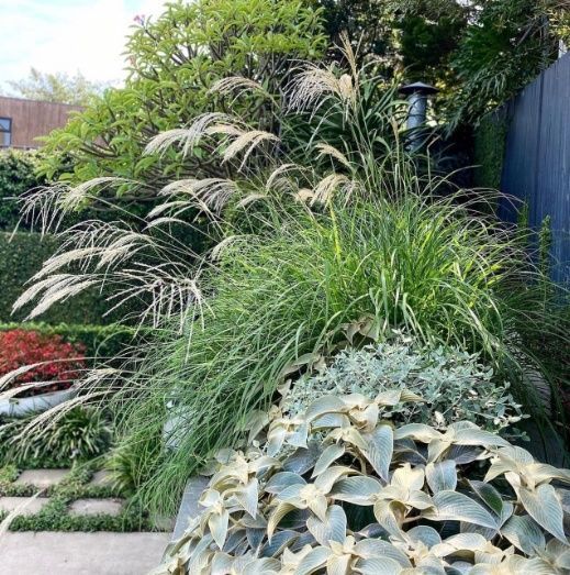 A Garden Filled With Lots Of Plants And Grass — Garden Folk In Suffolk Park, NSW