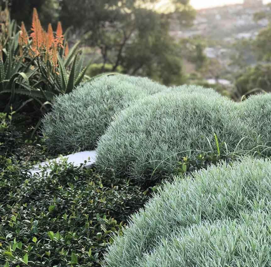 A Garden Filled With Lots Of Green Plants And Flowers — Garden Folk In Alstonville, NSW