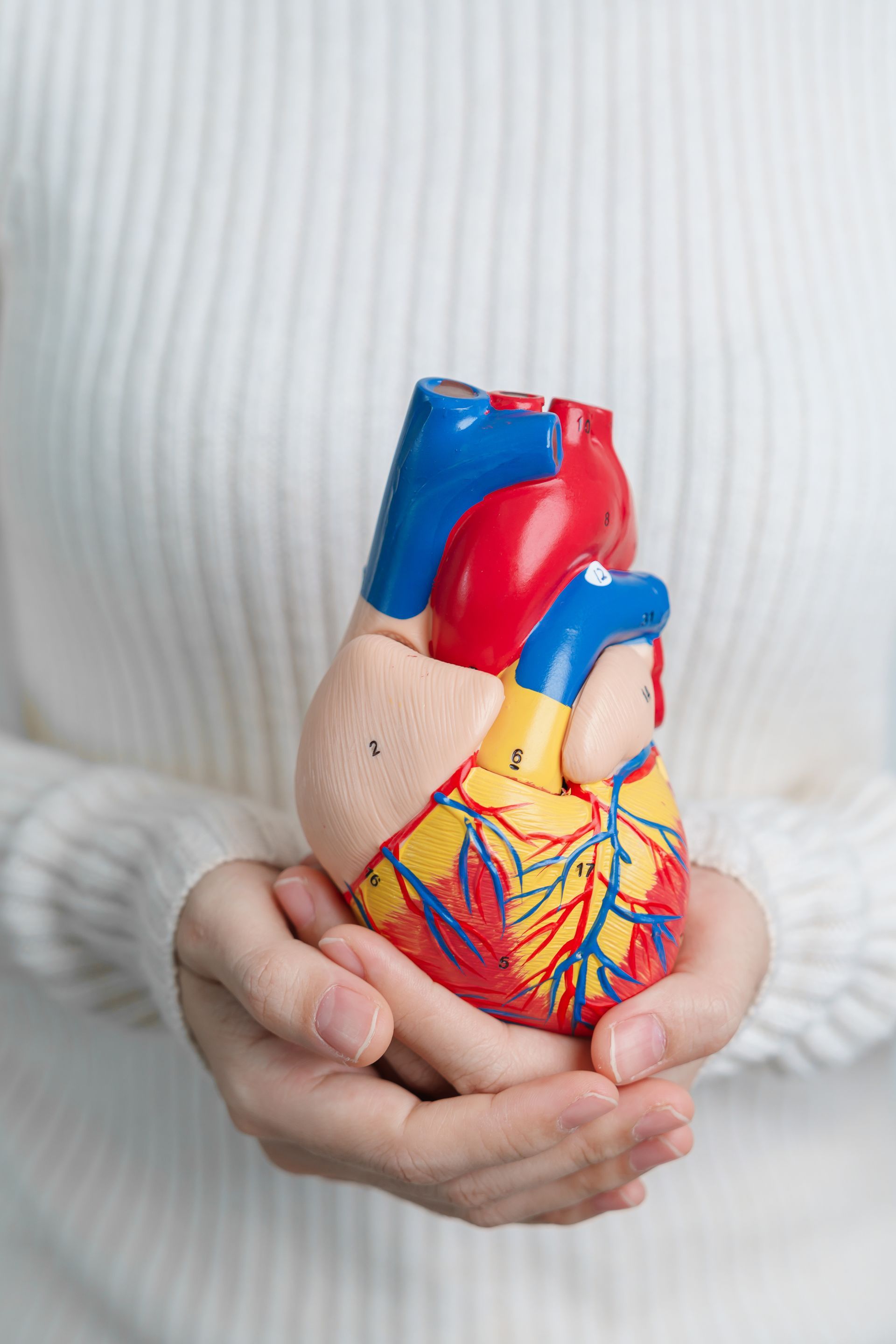 Hands holding a colorful anatomical heart model.