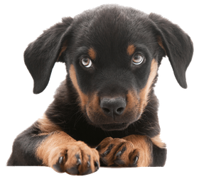 Adorable black and brown puppy — Oshkosh, WI — The Doggie Paddle