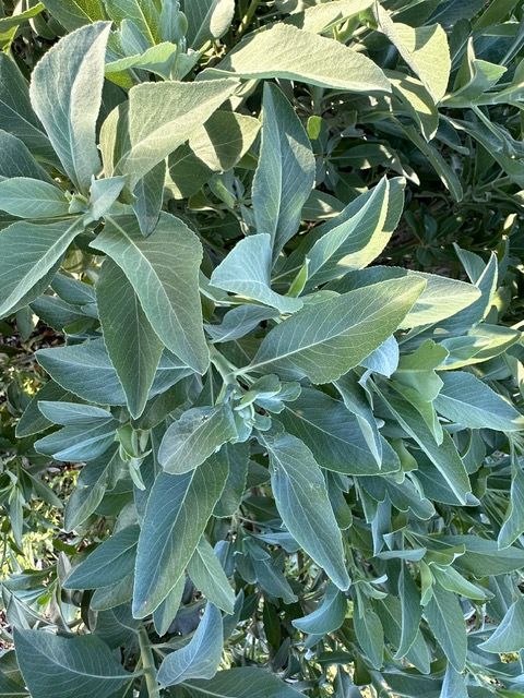 Close-up of a leafy green shrub with silvery-green, elongated leaves.