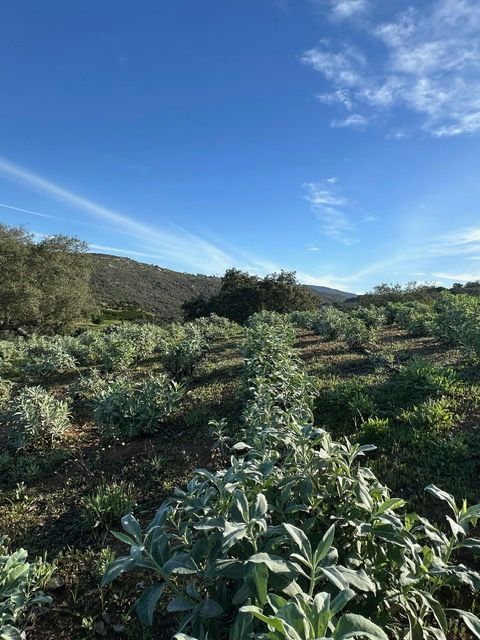 Rows of green crops on a hillside under a bright blue sky with scattered clouds.