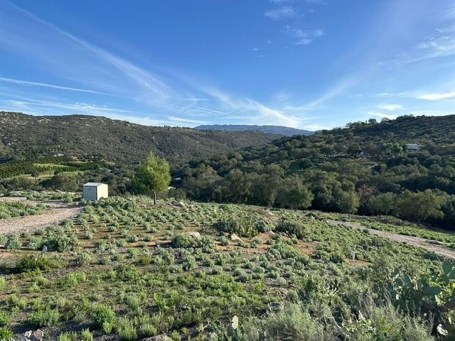 Hillside farm with young crops, dirt paths, and wooded mountains under a blue sky.