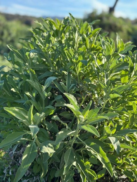 Dense green shrub with narrow leaves growing outdoors against a blurred blue sky and hillside background