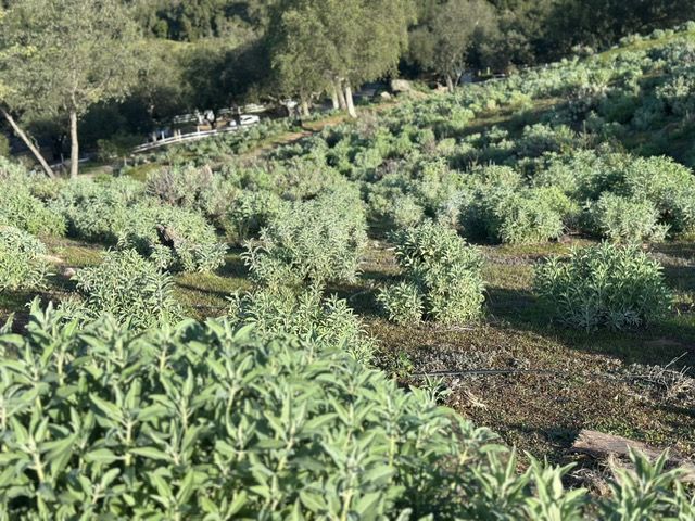Rows of green crops on a hillside farm with trees in the background