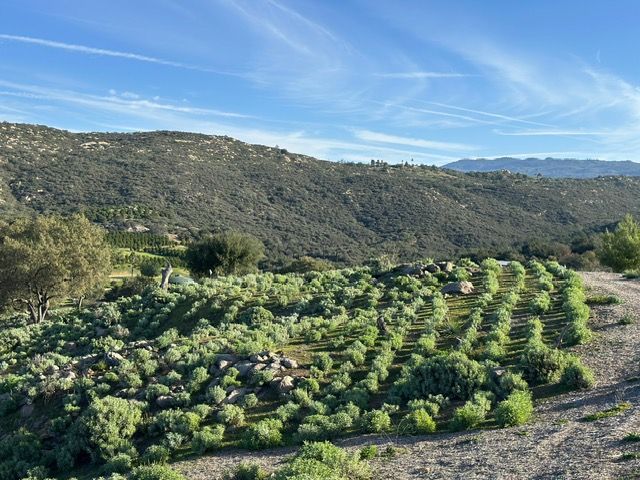 Green terraced hillside farm beneath a blue sky, with rows of shrubs and rocky hills in the background