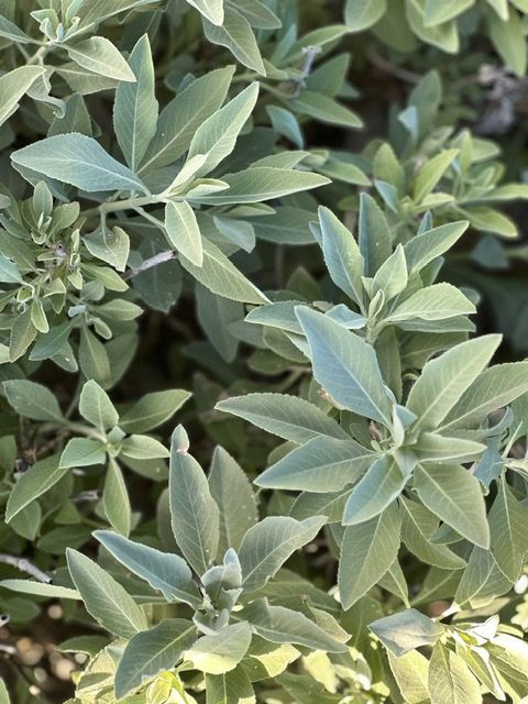 Close-up of green sage leaves with soft, silvery foliage