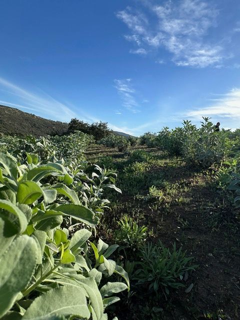 Green leafy crops in a sunny hillside field under a blue sky with clouds