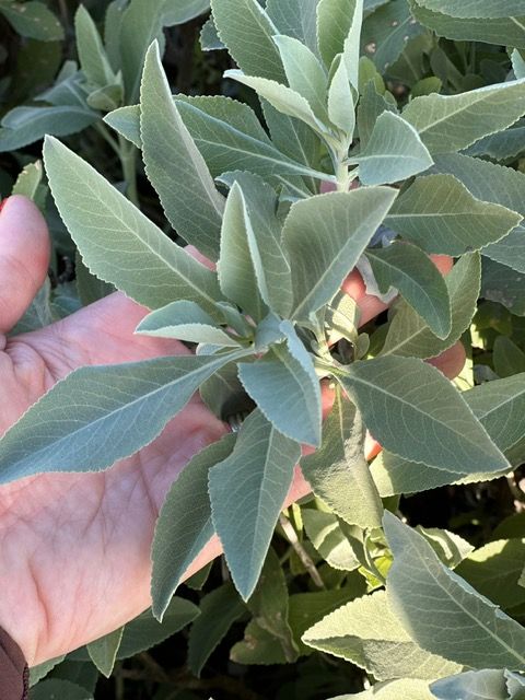 Hand holding a leafy green herb plant with soft gray-green leaves