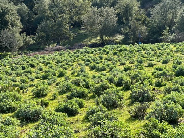 Shrubby green field with rows of small plants and trees in the background