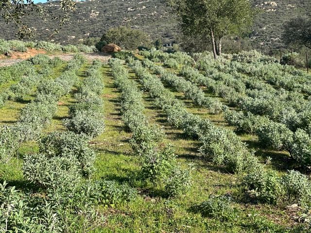 Rows of low green shrubs in a cultivated field with a tree and rocky hillside in the background