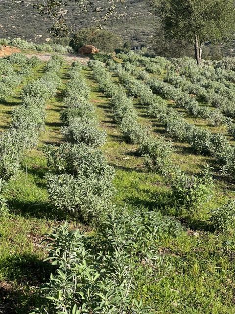 Rows of green crops growing on a hillside field under bright daylight.