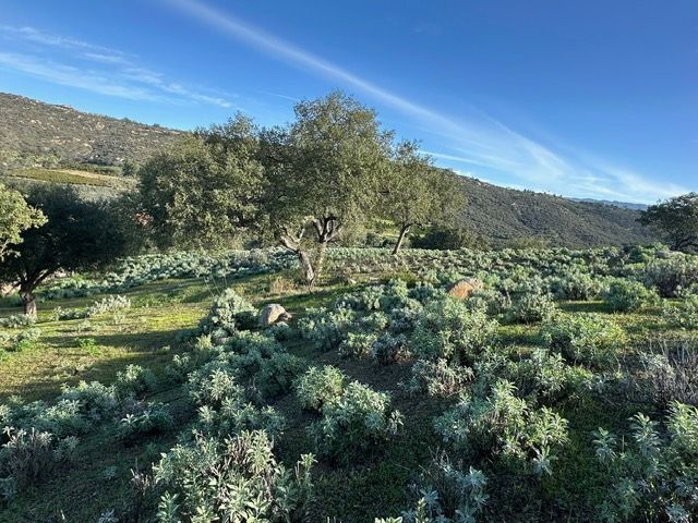 Sunlit hillside with olive trees and green shrubs under a clear blue sky