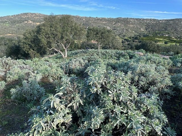 Shrubby green landscape with trees and rolling hills under a clear blue sky