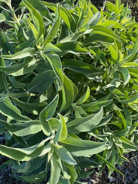 Close-up of dense green succulent leaves in bright sunlight