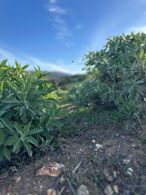 Low shrubs beside a dirt path under a blue sky, with a misty hill in the background