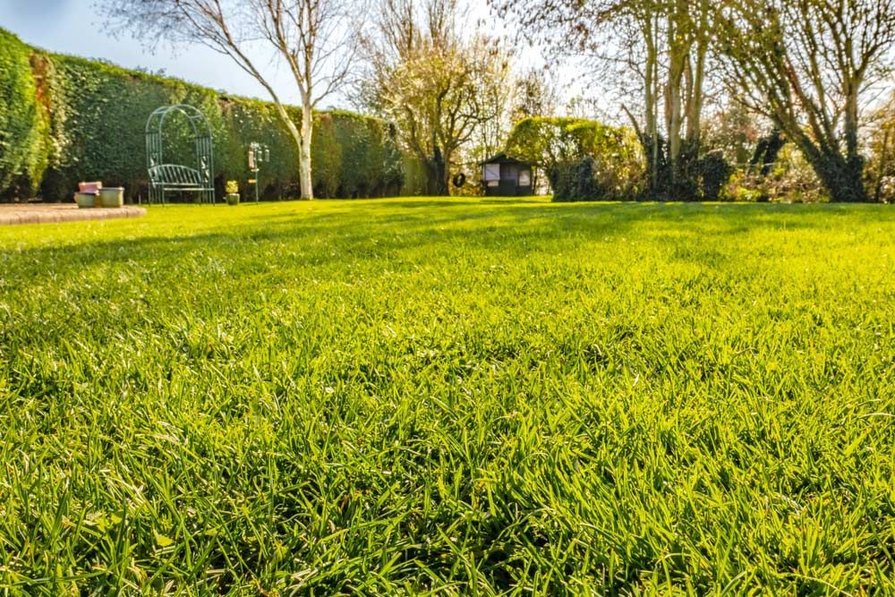 A Lush Green Field Of Grass With Trees In The Background — Joe's Turf In Ipswich, QLD