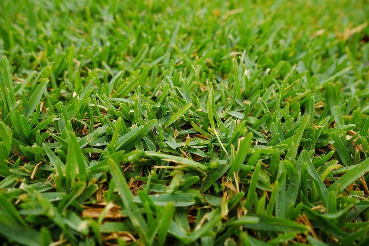 Narrow Leaf Buffalo — Joe's Turf In Spring Creek, QLD