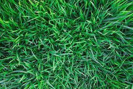 Kikuyu — Joe's Turf In Spring Creek, QLD