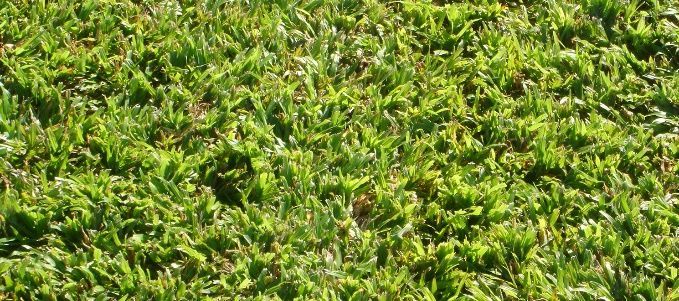 Sweet Smother — Joe's Turf In Spring Creek, QLD