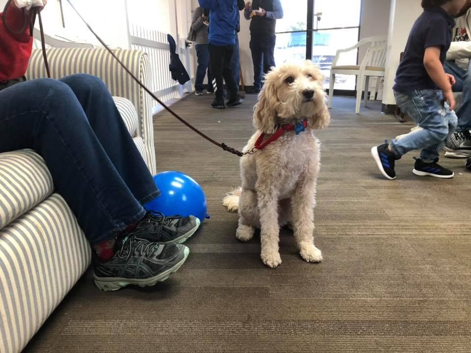 Dog Before Grooming — Chatham, IL — Spaw Patrol