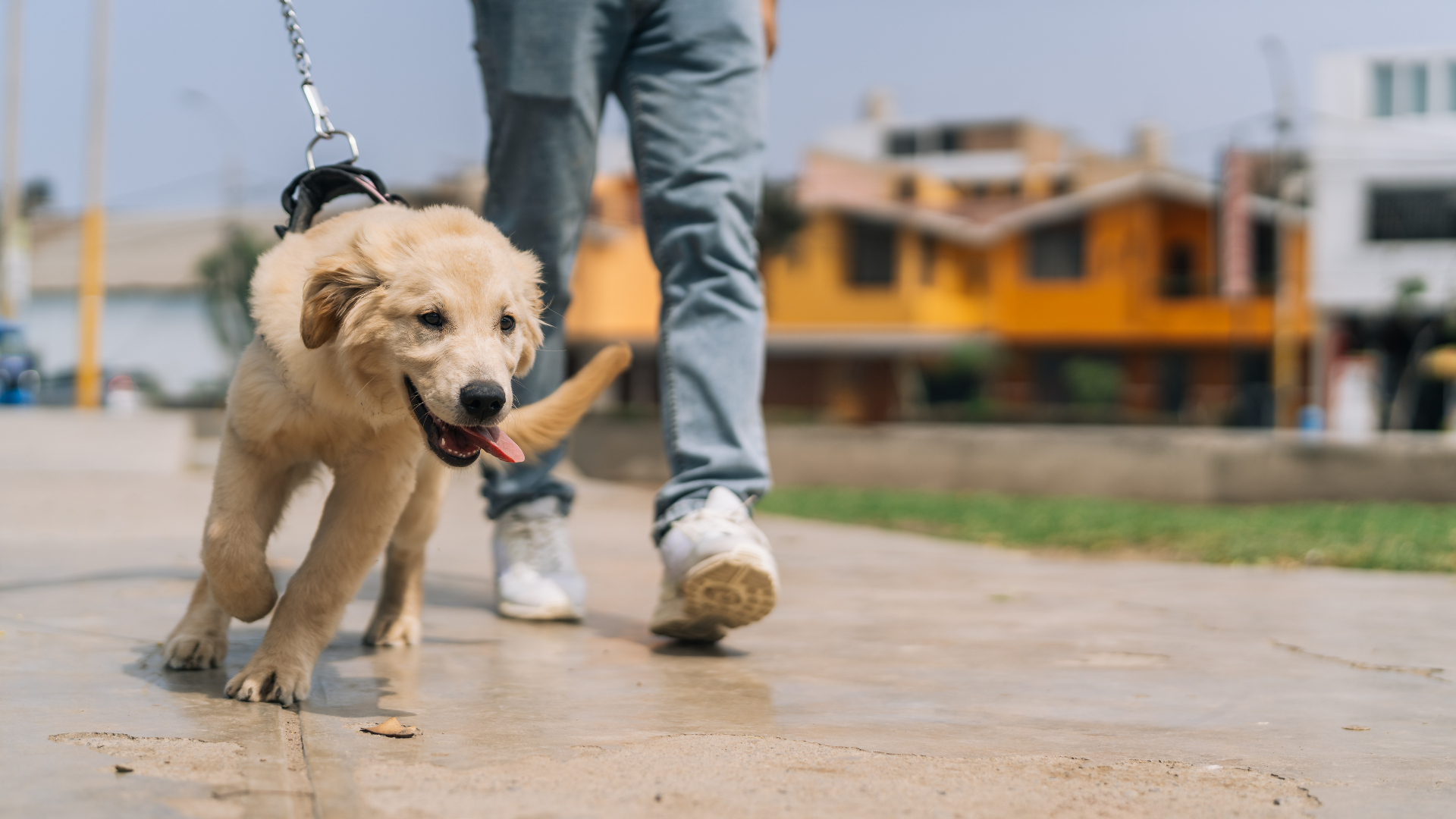 disobedient dog distracted during leash training