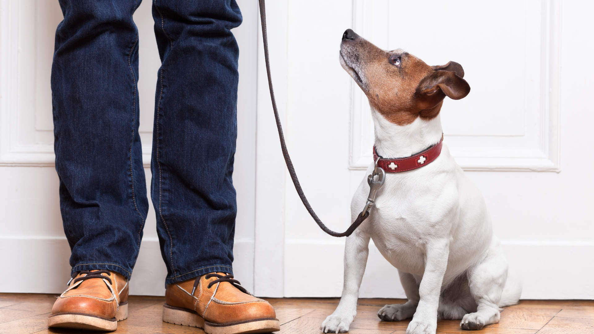training solutions for calm dog behavior at home