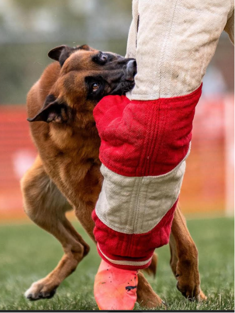 k9 training