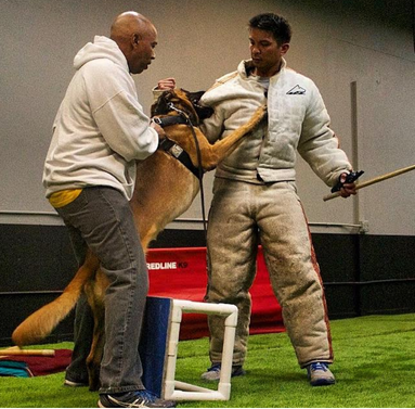 Bay Area’s Best dog trainer