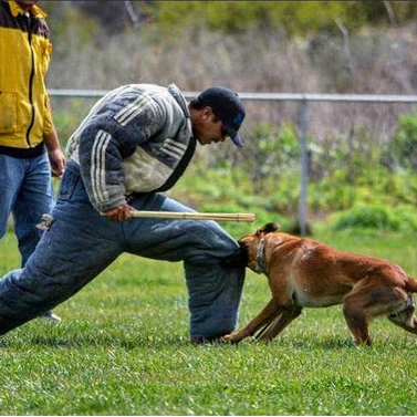Bay Area boarding and training