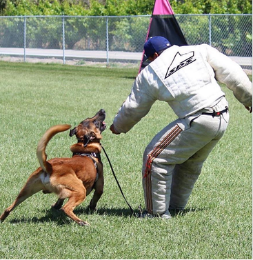 Bay Area dog obedience training