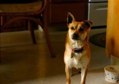 a small brown and white dog is standing next to a bowl in a kitchen .