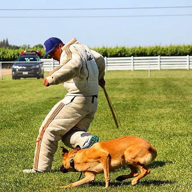 a man is playing with a dog in a field with a baseball bat